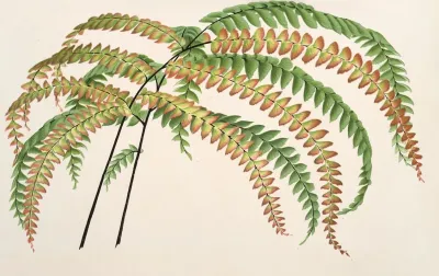 Adiantum Hendersoni