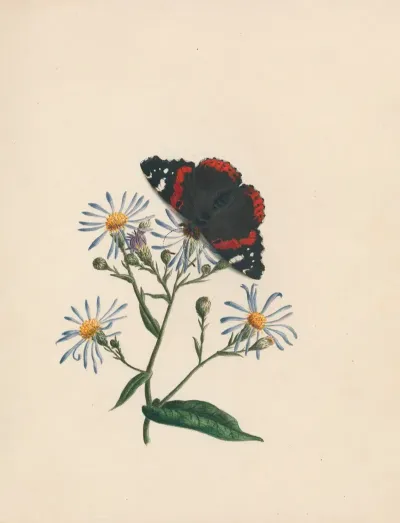 Admiral Butterfly Aster Or Michs Michaelmas Daisy