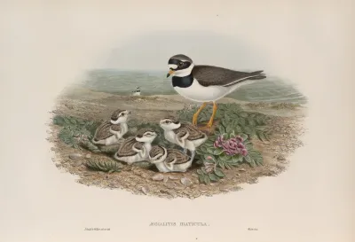 Aegialitis Hiaticula Ringed Plover