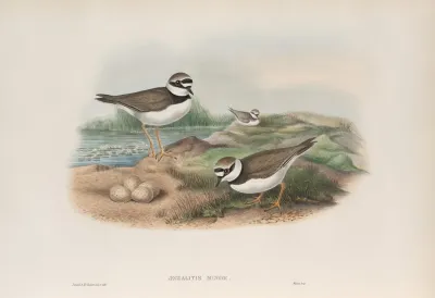 Aegialitis Minor Little Ringed Plover