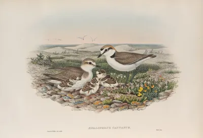 Aegialophilus Cantianus Kentish Plover