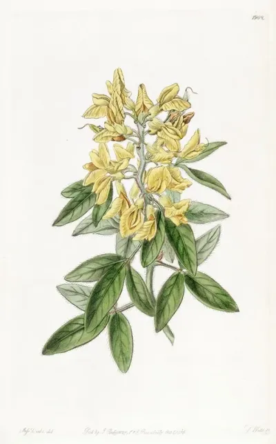 Aeolian Cytisus