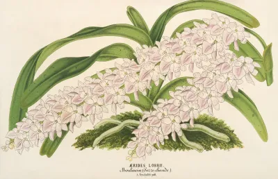 Aerides Lobbii