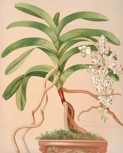 Aerides Quinquevulnerum