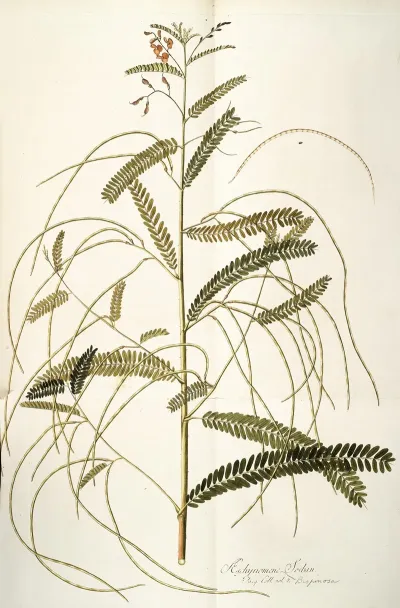 Aeschynomene Bispinosa