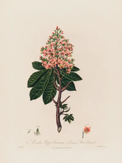 Aesculus Hippo Castanum Or Common Horse Chestnut