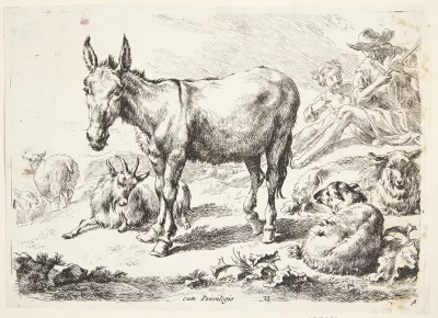 Aesel Og Geder