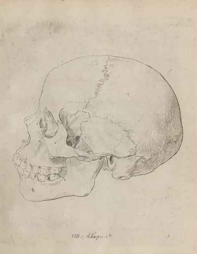 Aethiopis
