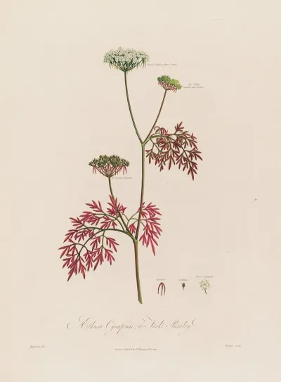 Aethusa Cynapium Or Fools Parsley