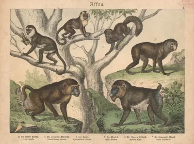 Affen A Der Braune Rollaffe B Die Graugrune Meerkatze C Der Babuin D Der Mandril E Der Schwarze Brullaffe F Der Schwanzlose Magot