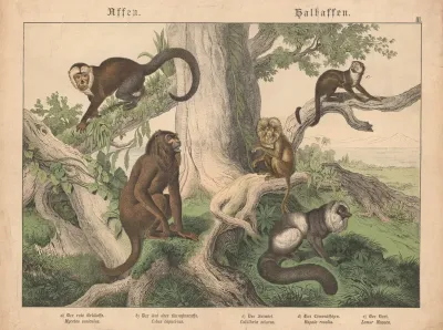 Affen Halbaffen A Der Rote Brullaffe B Der Sai Oder Kaouzineraffe C Der Saimiri D Das Lowenaffchen E Der Vari