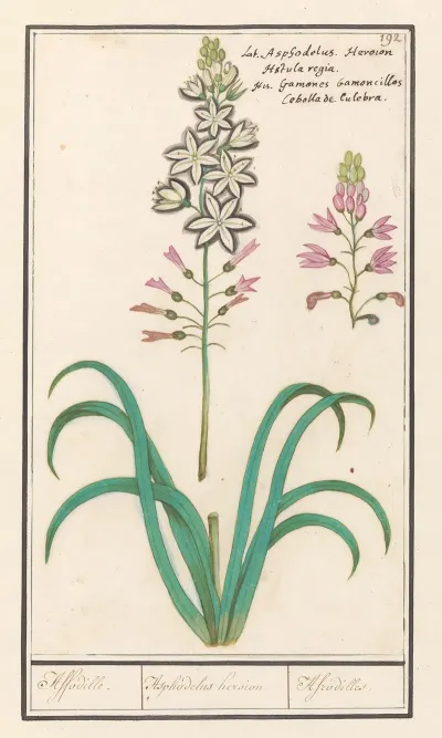 Affodil Asphodelus Affodille Asphodelius Heroion Afrodilles