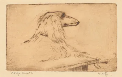 Afghaanse Windhond