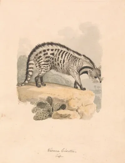 African Civet