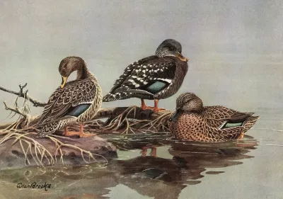 African Yellow Billed Duck African Black Duck Mellers Duck