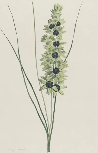 Afrikaanse Iris Ixia Maculata Viridis