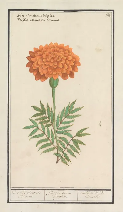 Afrikaantje Tagetes Dobbel Vluweele Bloeme Flos Tunetanus Duplex Oeuilles Dinde Doubles