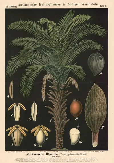 Afrikanische Olpalme Elaeis Guineensis Linne