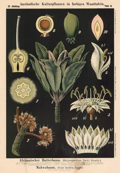 Afrikanischer Butterbaum Butyrospermum Par Kii Kotschy Mahwabaum Illipe Latifolia Engler