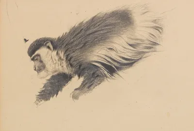 Afrikanischer Hundsaffe Colobus Guereza
