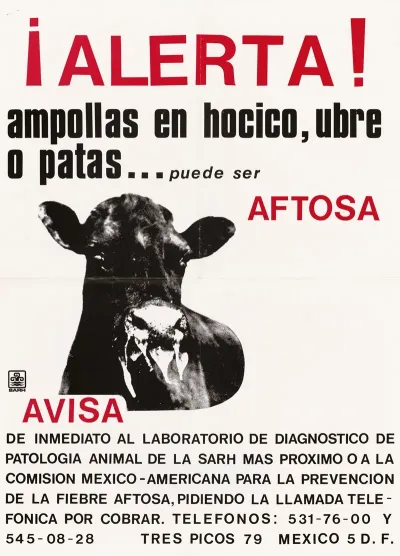 Aftosa Poster Warning Against Foot And Mouth Disease