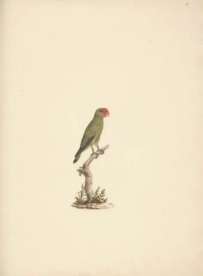 Agapornis Taranta Black Winged Lovebird