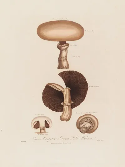 Agaricus Campestris Or Common Field Mushroom