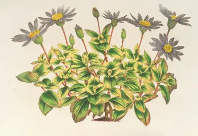 Agathaea Coelestis Fol Variegatis