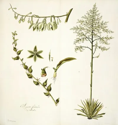 Agave Foetida