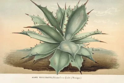 Agave Verschaffelti
