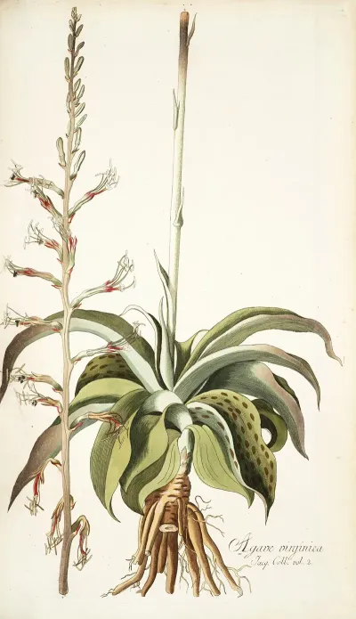 Agave Virginica