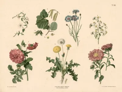 Agersnerle Hasselnod Kornblomst Kamille Georgine M Fl