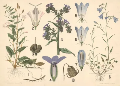 Agersnerle Oksetunge Og Klokkeblomst