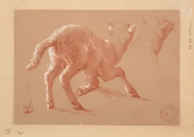 Agneau Et Etudes De Tete Et De Patte
