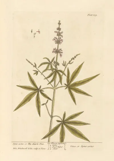 Agnus Castus Or The Chaste Tree