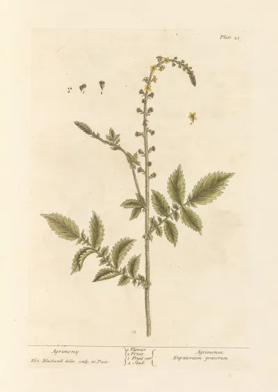 Agrimony