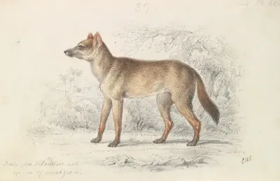 Aguara Dog Of The Woods