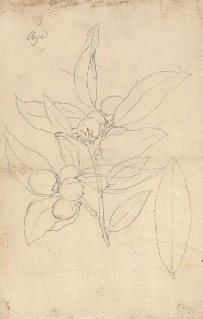 Aije Diospyros Mespiliformis