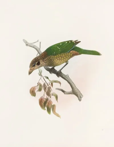 Ailuraedus Melanotus