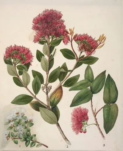 Aka Rata