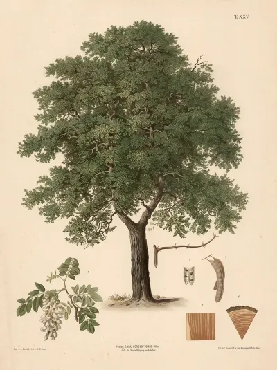 Akacie