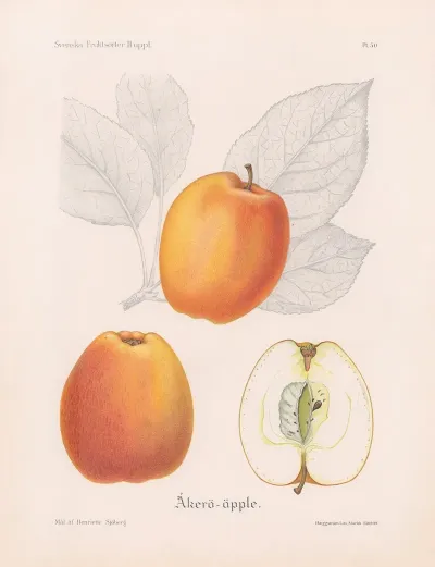 Akeroapple
