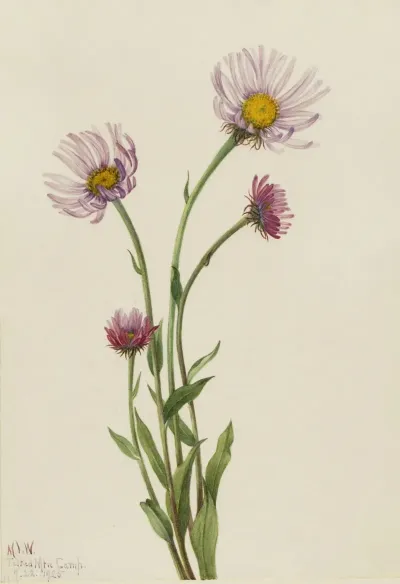 Alaska Fleabane Erigeron Salsuginosus 2