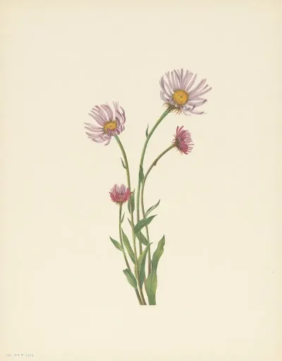 Alaska Fleabane Erigeron Salsuginosus 3