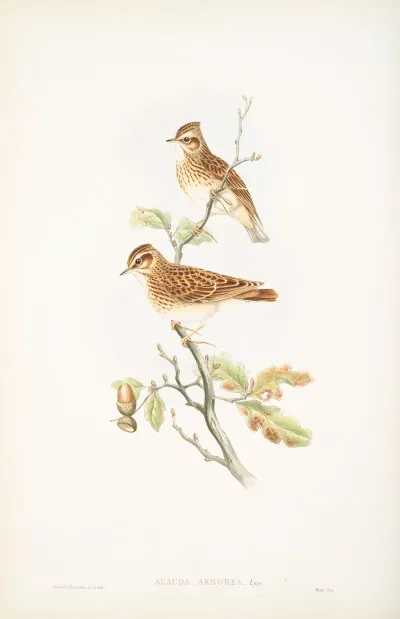Alauda Arborea Wood Lark