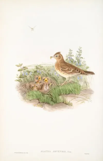 Alauda Arvensis Sky Lark