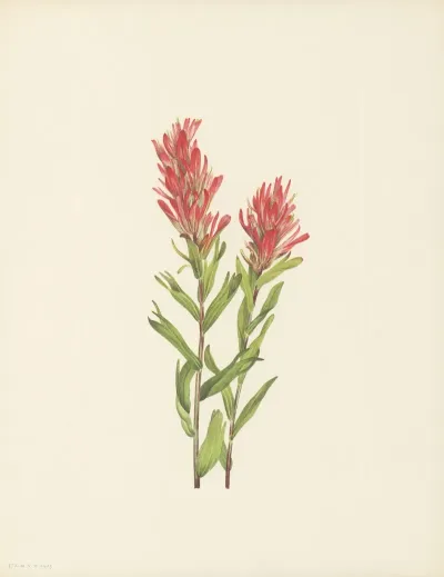 Alberta Paintbrush Castilleja Miniata 2