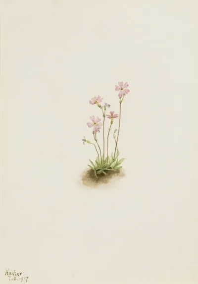 Alberta Primrose Primula Maccalliana 2