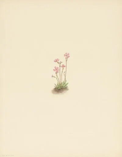 Alberta Primrose Primula Maccalliana 3