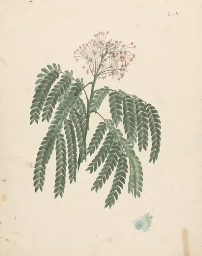 Albizia Gummifera J F Gmel C A Sm Gummy Albizia Tree 2